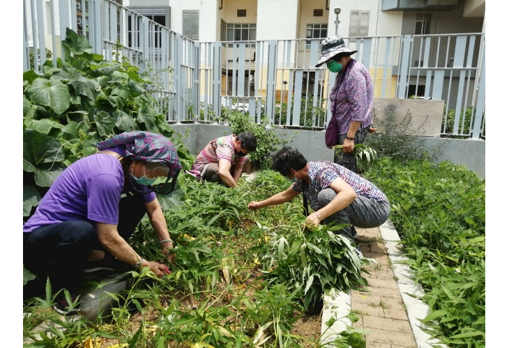 迎東邨「社區園圃」